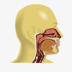 黄色医疗口腔教学图素材