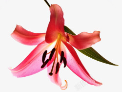 粉色百合花素材