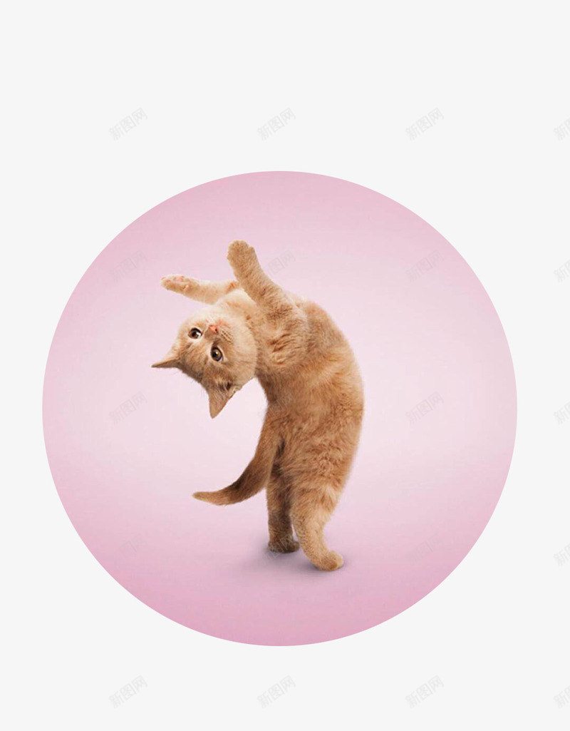 站立的猫咪片png免抠素材_88icon https://88icon.com 圆底 猫咪 站立的猫咪 粉色