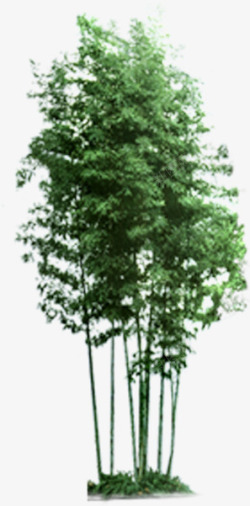 杨树绿树景观树效果贴图素材