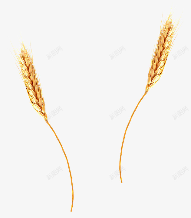 实物干麦穗png免抠素材_88icon https://88icon.com 产品实物 小麦 干麦穗 摄影 秋收 粮食 食物 麦穗