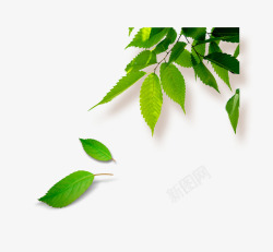 绿色的植物造型树叶素材
