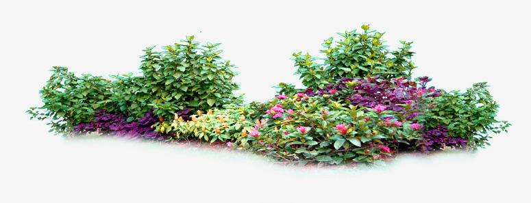 绿色植物花朵园林装饰png免抠素材_88icon https://88icon.com 园林 绿色植物 花朵 装饰