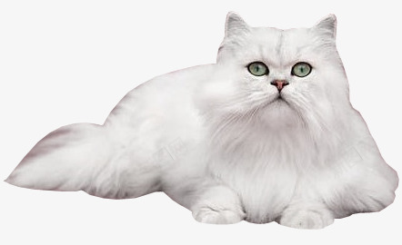 一只白色的猫png免抠素材_88icon https://88icon.com 养猫 猫 猫咪 白色 趴着