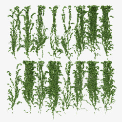 多条鲜草绿色垂吊植物多条绿色藤蔓垂吊植物高清图片