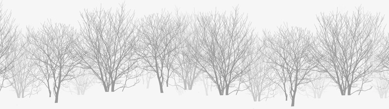 雪地上分叉的枯树林png免抠素材_88icon https://88icon.com 分叉 枯树林 雪地