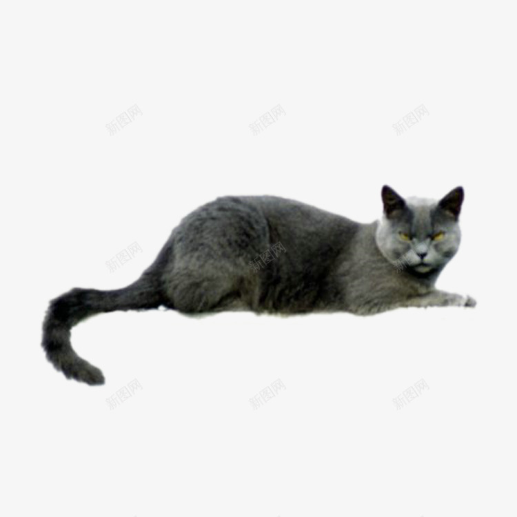 英国短毛猫png免抠素材_88icon https://88icon.com 凝视 可爱 尾巴 灰色 猫咪