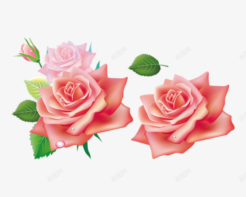 盛开的玫瑰花png免抠素材_88icon https://88icon.com 叶子 手绘 橘粉色的 玫瑰 盛开 绿色的 花朵