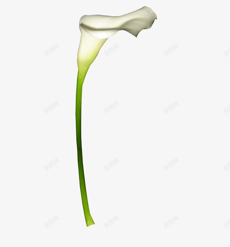 一朵百合花png免抠素材_88icon https://88icon.com png图形 png装饰 植物 百合花 花朵 装饰
