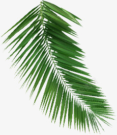 绿色植物棕榈树叶素材
