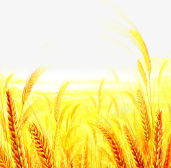 环境渲染效果黄色小麦素材