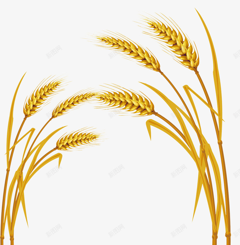 金色麦穗图案png免抠素材_88icon https://88icon.com 小麦 粮食 金色 麦穗