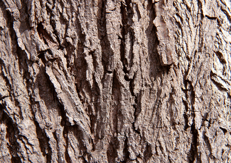 树皮png免抠素材_88icon https://88icon.com 树皮纹理 树皮贴图