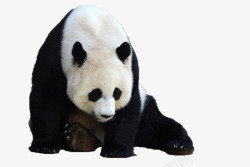 熊猫国宝宝物珍贵稀有素材