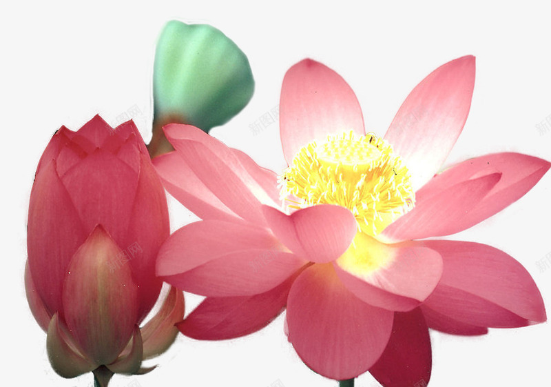 夏季清新荷花png免抠素材_88icon https://88icon.com 浪漫 清爽 粉色