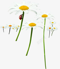 春天白色花朵昆虫素材