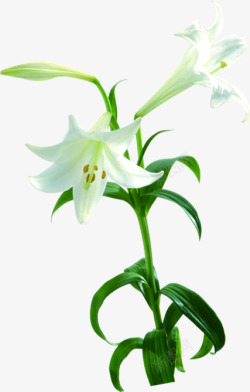 白色花朵百合花植物素材