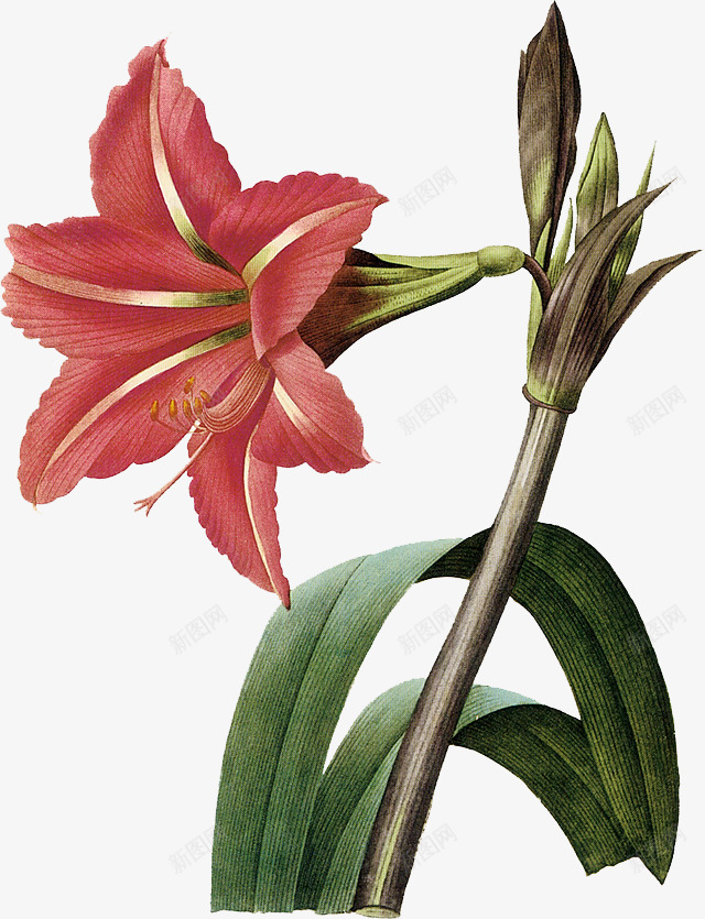 手绘百合花朵png免抠素材_88icon https://88icon.com png 小清新 手绘花 植物 百合 稻花香