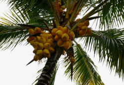 棕榈树上的棕榈果果实素材