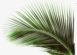 绿色棕榈叶草本植物素材