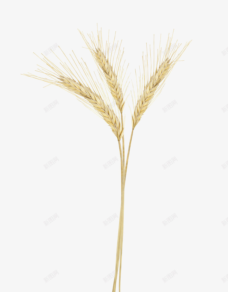 金色小麦png免抠素材_88icon https://88icon.com 小麦 麦子 麦子素材