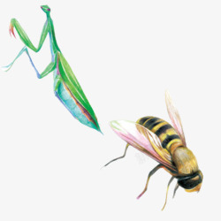 蜜蜂昆虫类手绘片素材