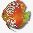 红黄相间热带鱼素材
