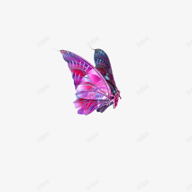 蝴蝶昆虫标本psd免抠素材_88icon https://88icon.com 昆虫 标本 蝴蝶