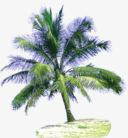 热带树木素材