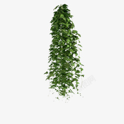 柱子鲜草绿色垂吊植物多条鲜草绿色垂吊植物高清图片