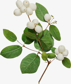 棉花树植物素材