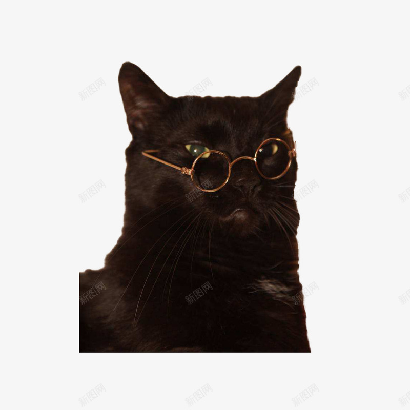 戴眼镜的黑猫png免抠素材_88icon https://88icon.com 严肃脸 带金属眼镜 戴眼镜的猫 胖猫 长胡须 黑煤球 黑猫