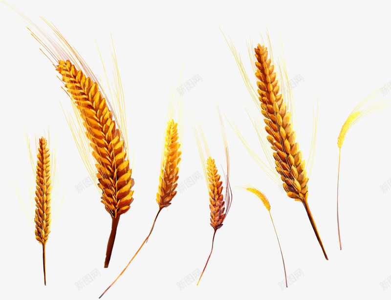 手绘金色麦穗png免抠素材_88icon https://88icon.com 农作物 卡通麦子 小麦 收获 粮食 金色麦子 麦穗 麦粒