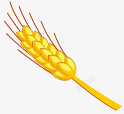 金色的稻穗素材
