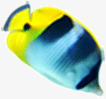 条纹可爱热带鱼海洋鱼类素材
