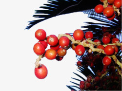 棕榈树枝上的红色棕榈果素材