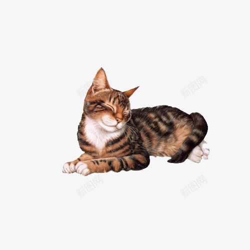 虎斑猫咪png免抠素材_88icon https://88icon.com 写实 手绘 猫 舞虎 虎斑