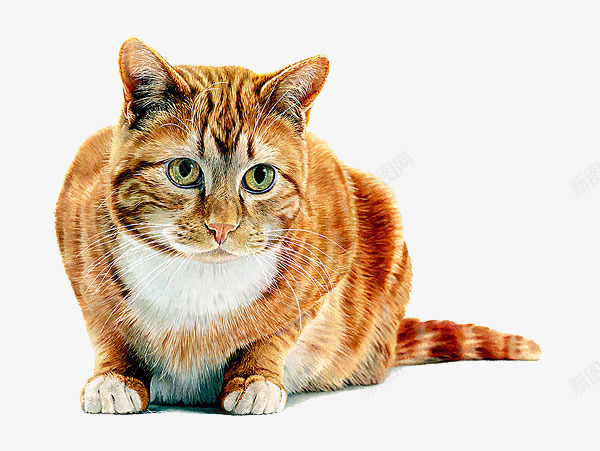 安静盯着前方的猫咪png免抠素材_88icon https://88icon.com 准备 卡通手绘 宠物 尾巴 捕食 猫咪 盯 装饰