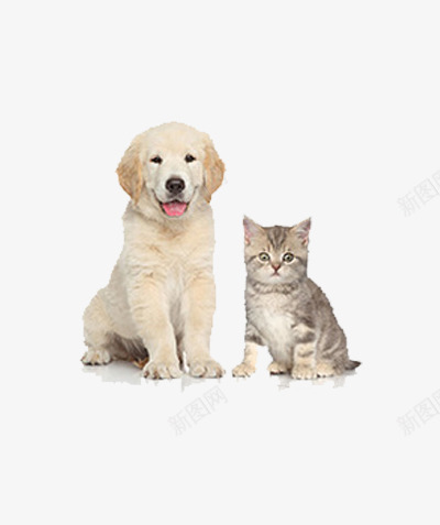 猫咪狗狗png免抠素材_88icon https://88icon.com 动物 狗狗 猫咪 萌宠