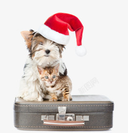坐在行李箱上的猫狗素材