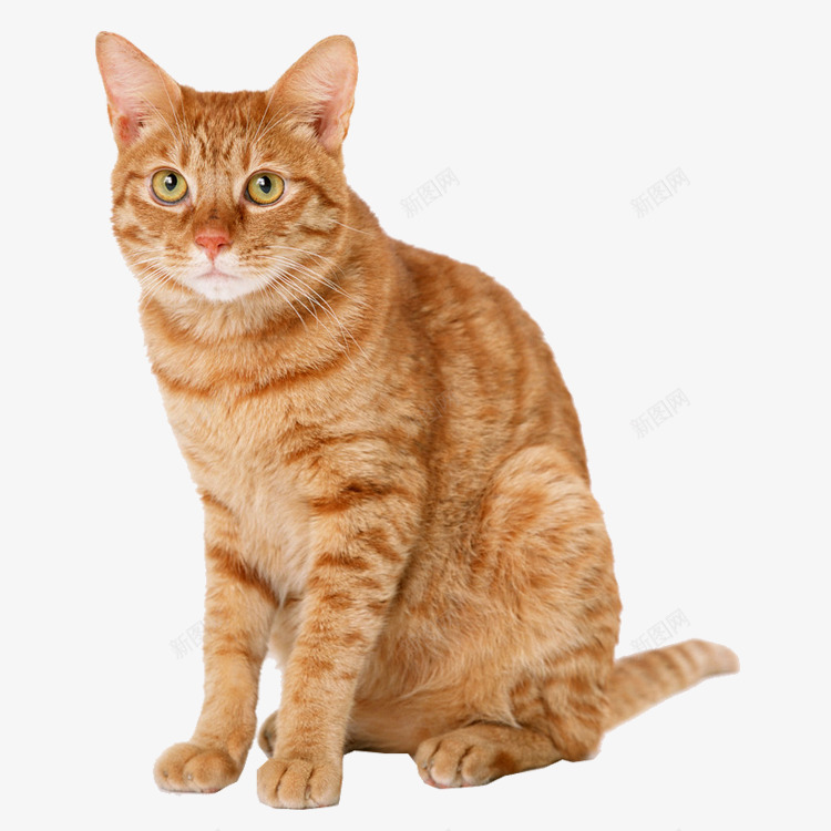 黄色大猫咪png免抠素材_88icon https://88icon.com 动物 可爱 猫 猫咪