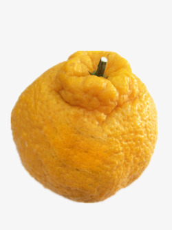 凸顶柑黄色丑橘高清图片