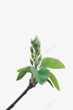 一枝绿色的植物素材