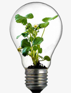 在灯泡中的植物素材