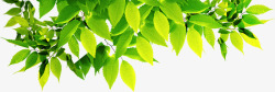 绿色清新树叶阳光春天素材