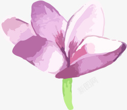 热带植物鲜花手绘水彩紫色花朵高清图片