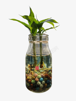 桌面植物水养绿竹素材