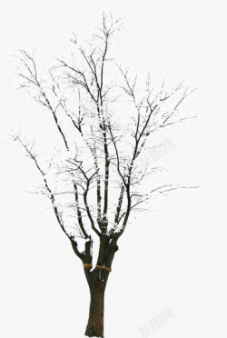 摄影创意合成树木造型素材