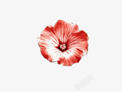 红色喇叭花植物花朵素材