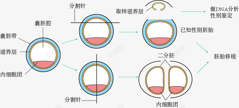 牛胚胎性别鉴定和分割示意图png免抠素材_88icon https://88icon.com 牛胚胎性别鉴定和分割 生物教学 示意图 结构图